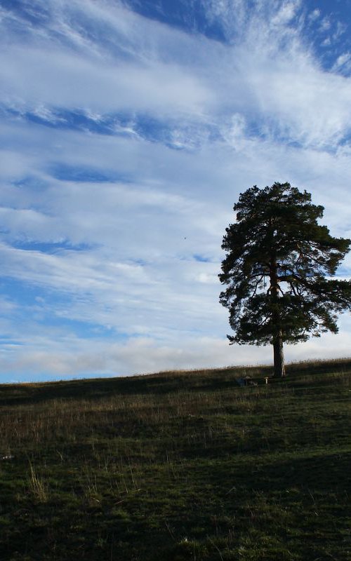 Sky and trees by Sonja  Čvorović