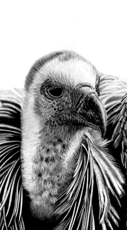 Cape Vulture by Paul Stowe