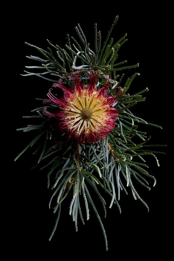 Red Swamp Banksia