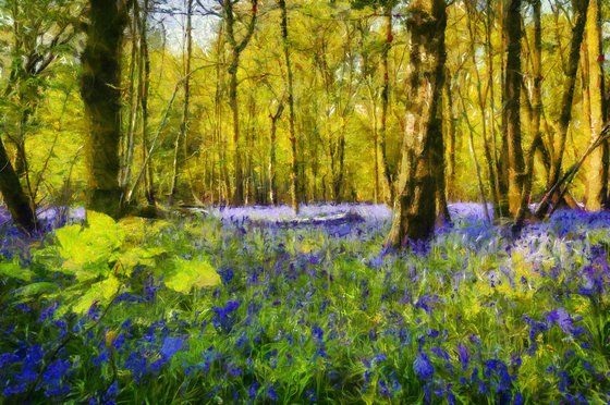 Forest of Bluebells