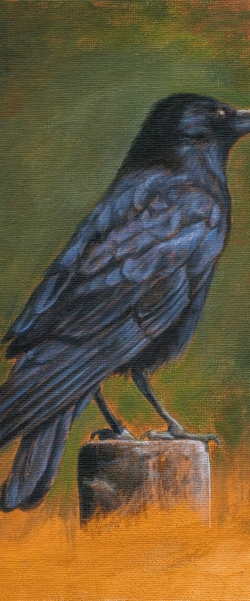 Common raven by Mikhail Vedernikov