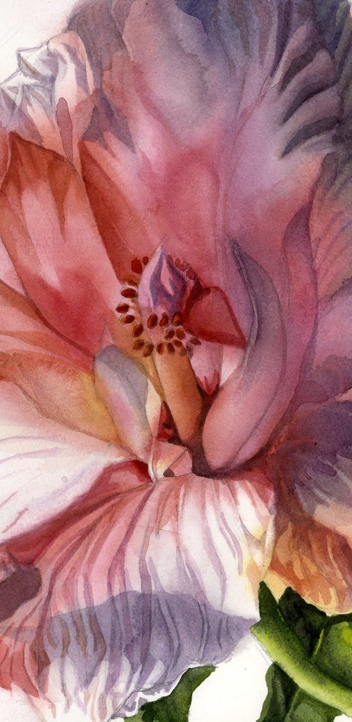 dreamy in pink, floral watercolor by Alfred  Ng
