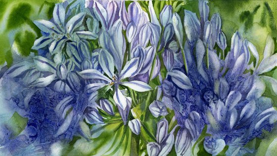 Agapanthus with blues