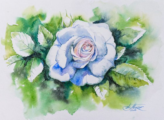 White rose