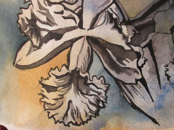 cattleya orchid drawing with watercolor