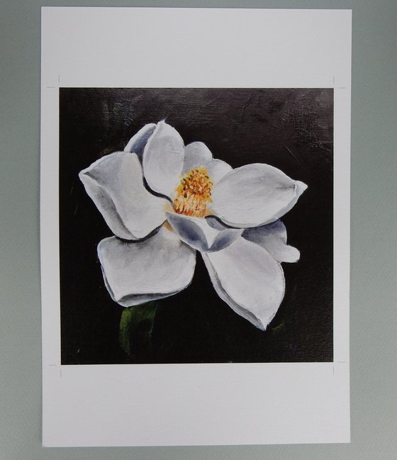 Magnolia flower.