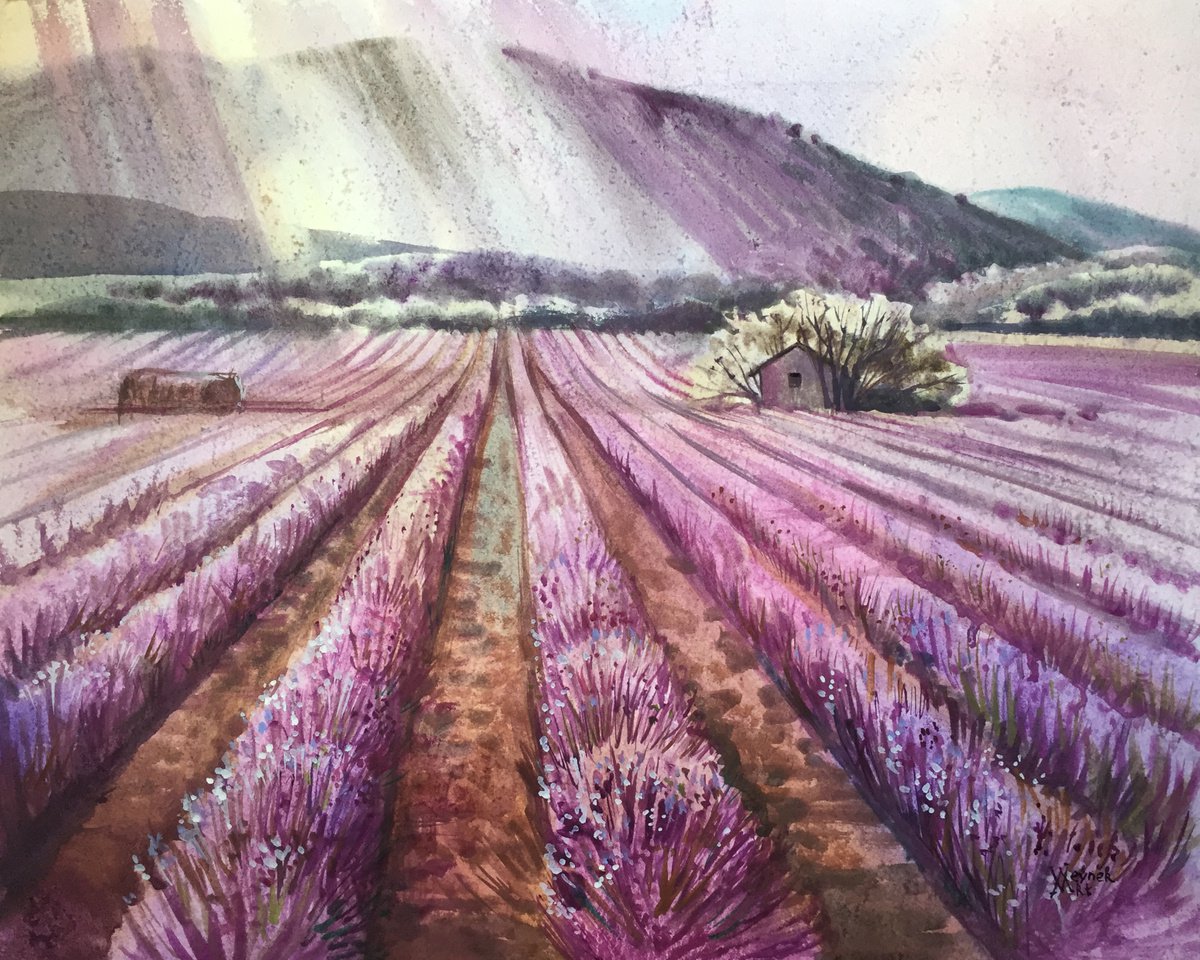 Lavender field. Landscape of France. by Natalia Veyner