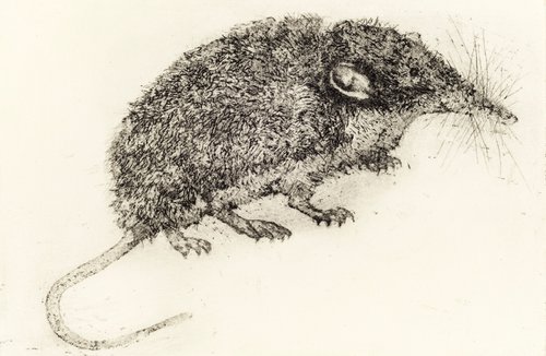 Scilly Shrew by Julie Dyer