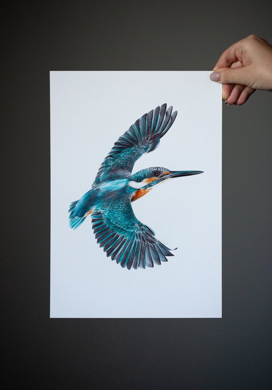 River Kingfisher - Bird Portrait