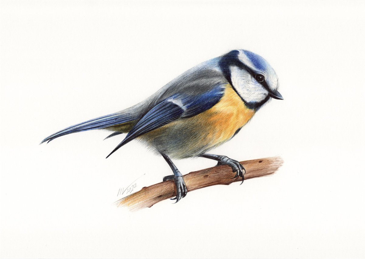 Eurasian Blue Tit - Bird Portrait (Realistic Ballpoint Pen Drawing) by Daria Maier