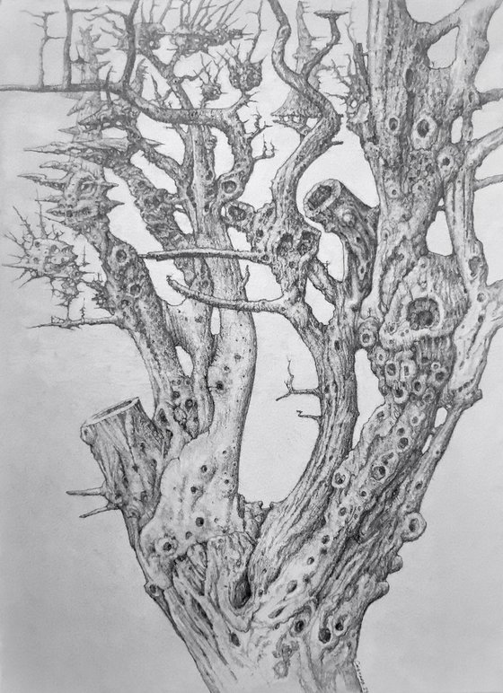 Every tree has its own melody. Habitat №04
