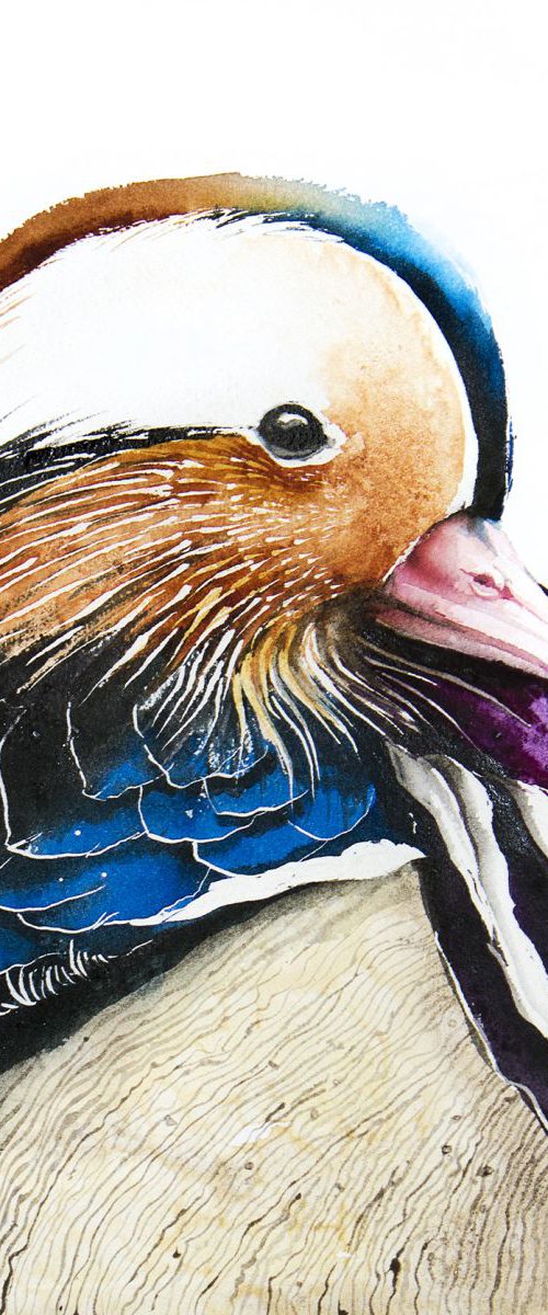 Mandarin Duck,  bird, birds, animals, wildlife watercolour painting by Karolina Kijak
