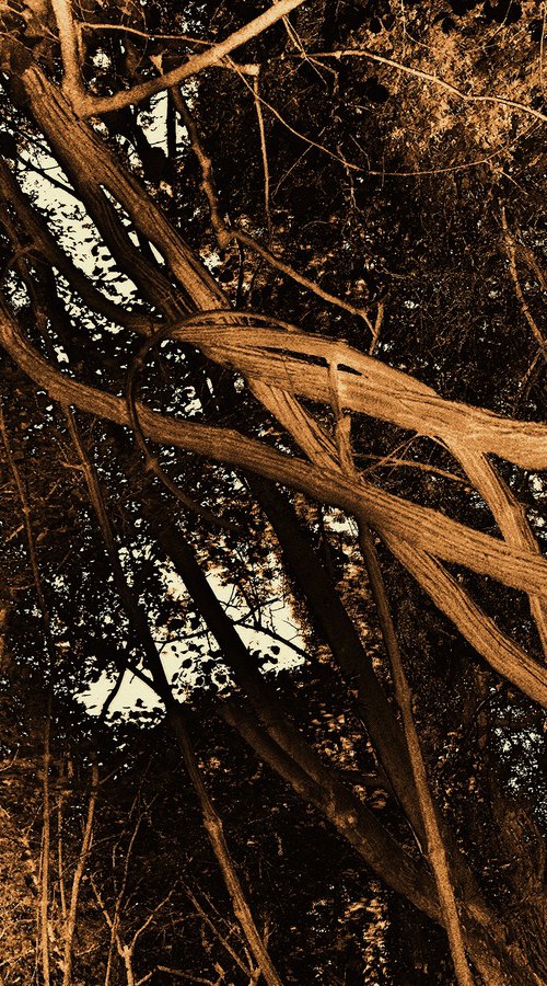 Natural Rhythm 6. by Petr Strnad