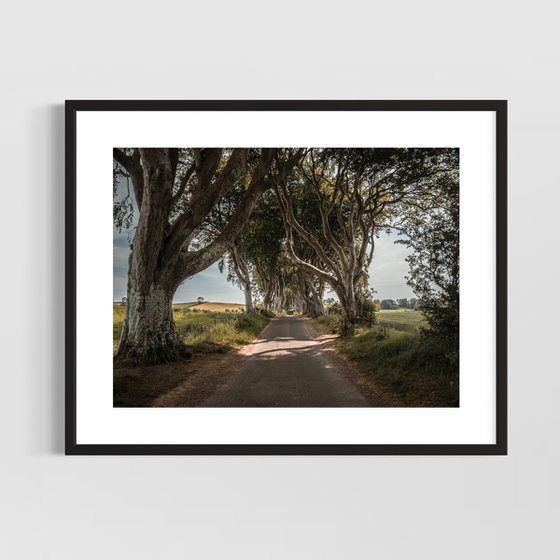 THE  FANTASTIC DARK HEDGES #4