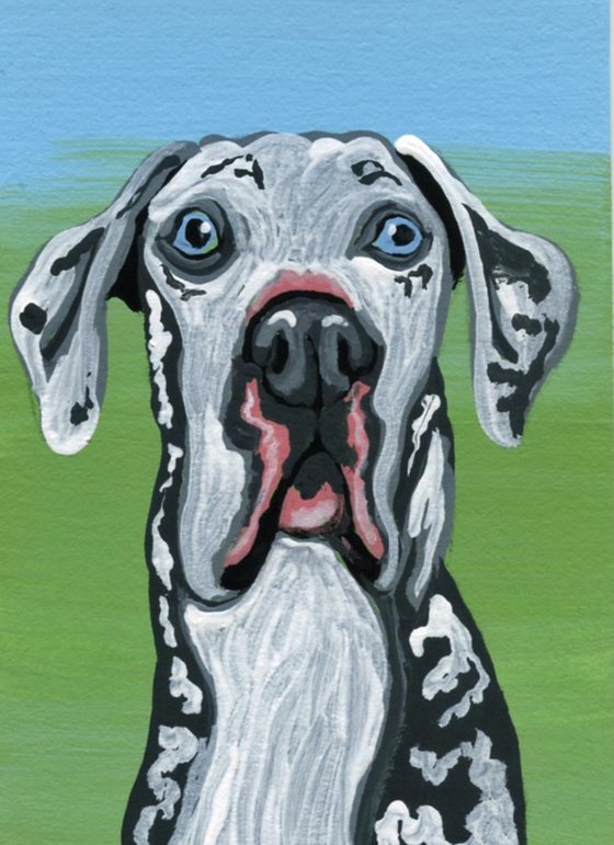 Harlequin Great Dane