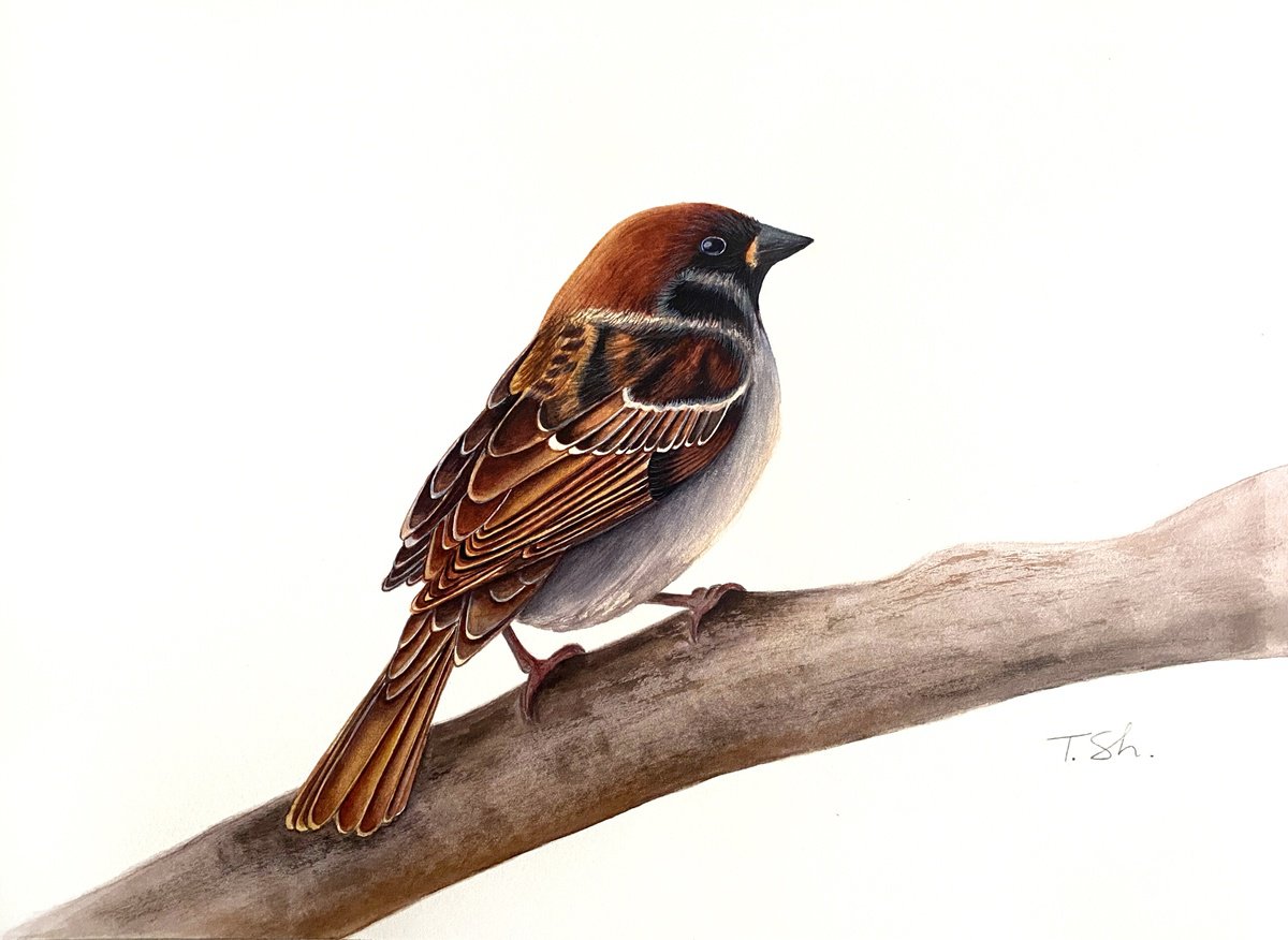 Sparrow bird by Tina Shyfruk