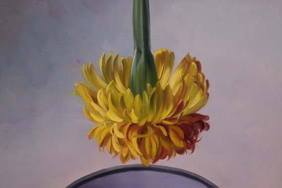 "Polar chrysanthemum"