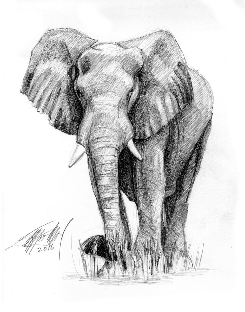 African Elephant 2 by James Simon