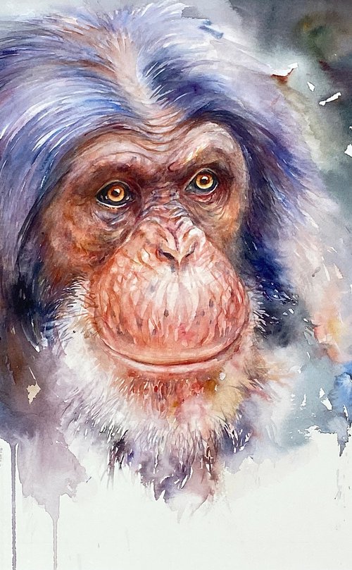 Chimp Solomon by Arti Chauhan