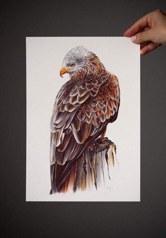 Red Kite