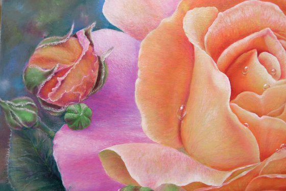 Rose at Dawn