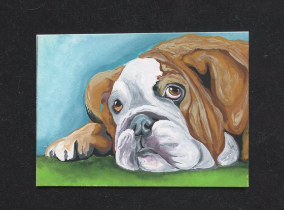 ACEO ATC Original Miniature Painting English Bulldog Pet Dog Art-Carla Smale