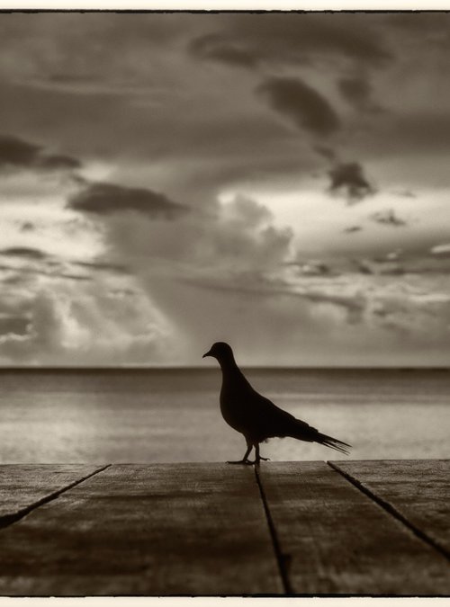 solitary bird by the sea by Daniel Fontaine