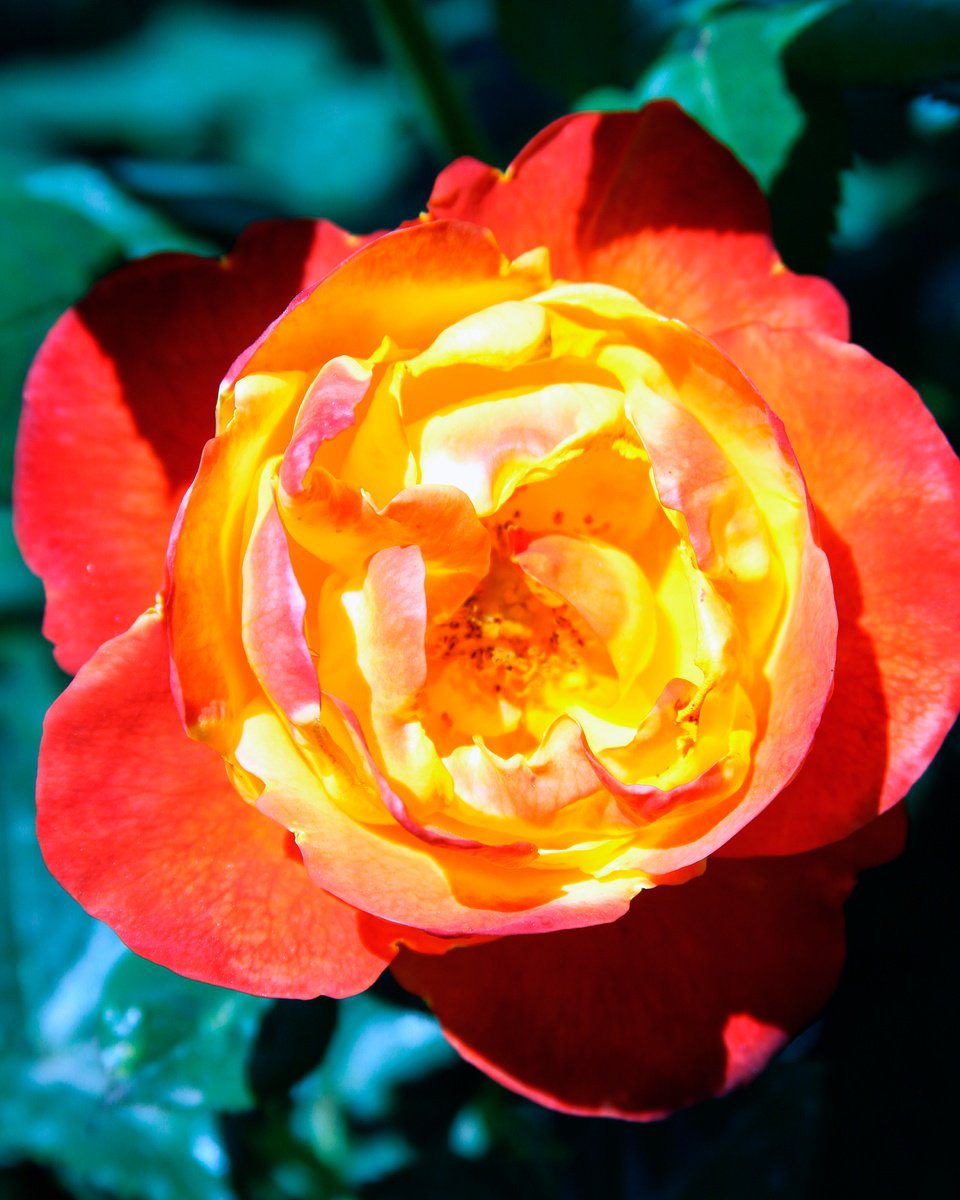 Impressionistic Botanical Photograph By William Dey, 18 X 22", Celebration Rose Palm Springs, Original Artwork