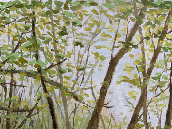 Springtime in the Woods VI