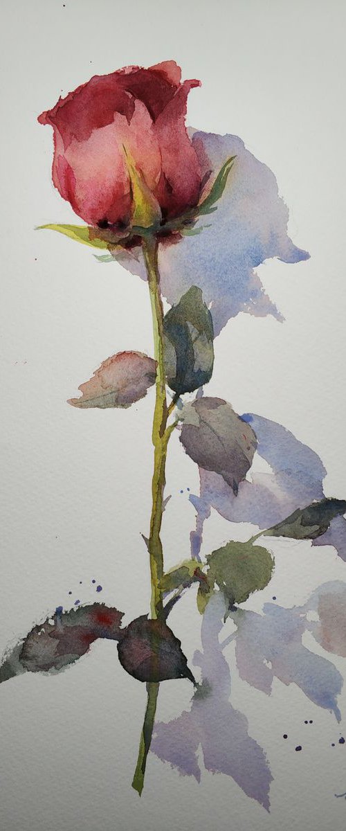 Rose by Jing Chen