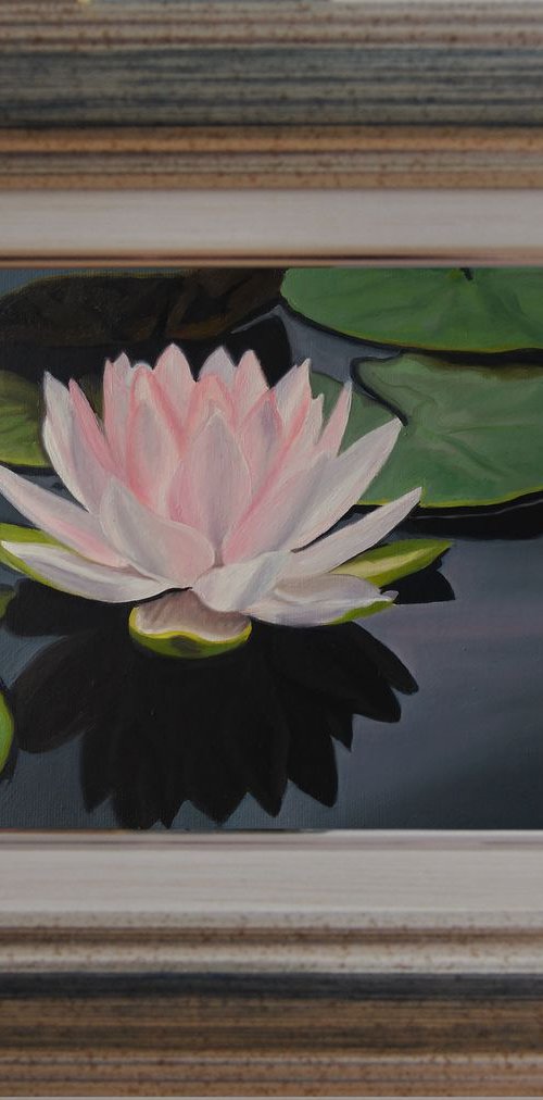 Water lily by Simona Tsvetkova