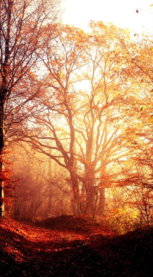 Sunrise in foggy forest - 60x80x4cm print on canvas 05099a1 READY to HANG by Kuebler