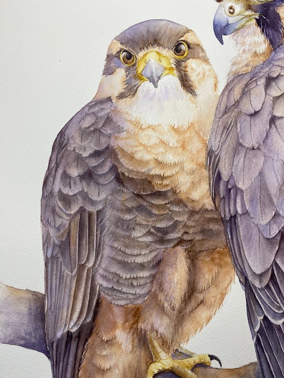 Pair of falcons