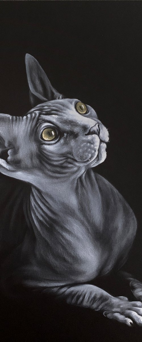 Sphynx portrait by Olga Tsvetkova