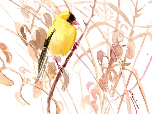 American Goldfinch  and dry  field plants by Suren Nersisyan