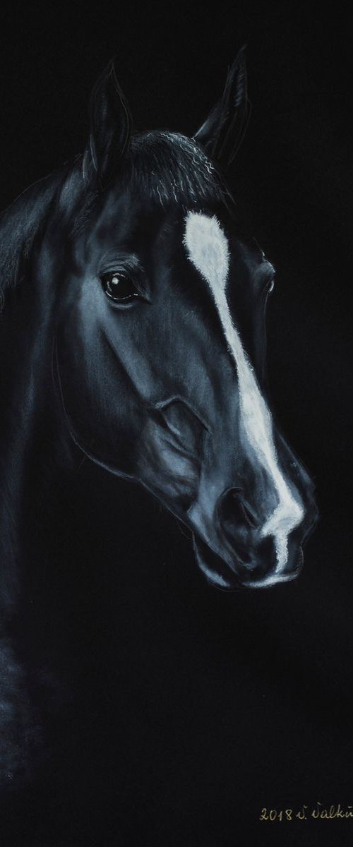 Black Stallion by Vanda Valkuniene