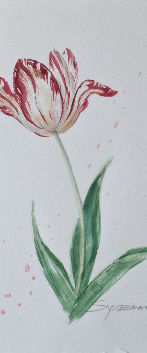 Tulip by Syuzanna Tarverdyan