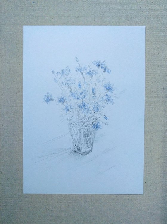 Cornflowers. Original pencil drawing.