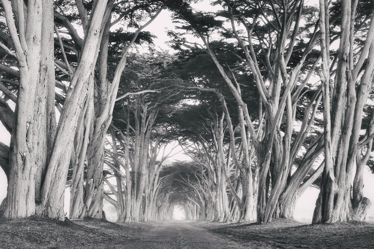 Photorealistic Landscape Photograph By Emily Kent, 31 X 21, Cypress Tree Tunnel - Bw, Original Artwork