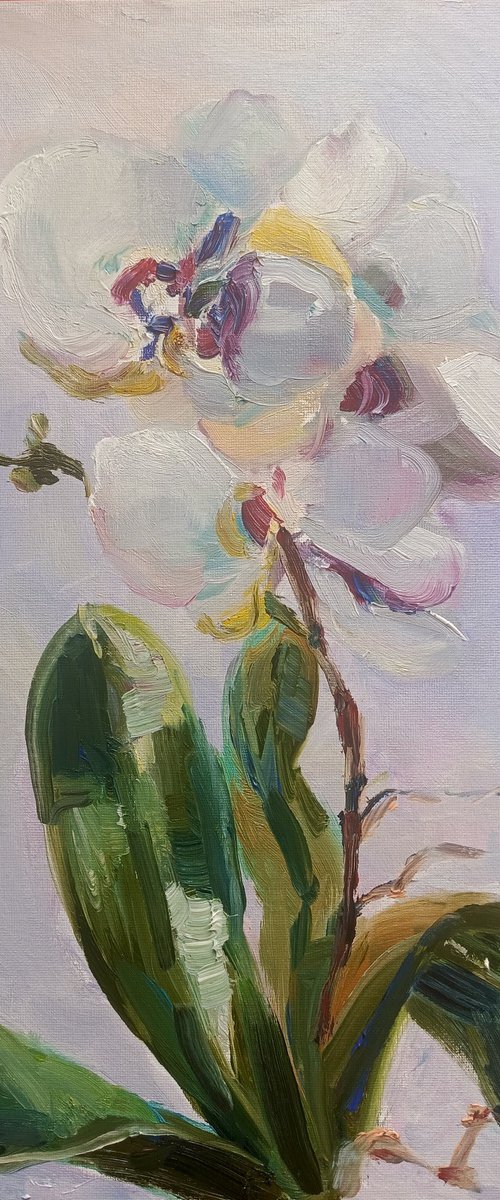 White orchid by Oxana Raduga