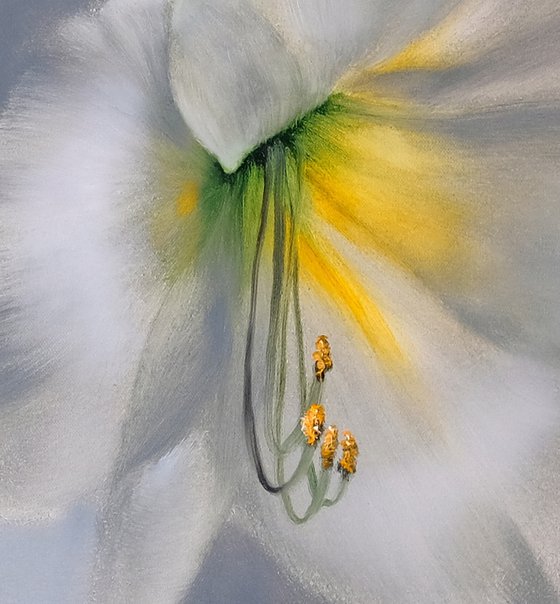 White Amaryllis