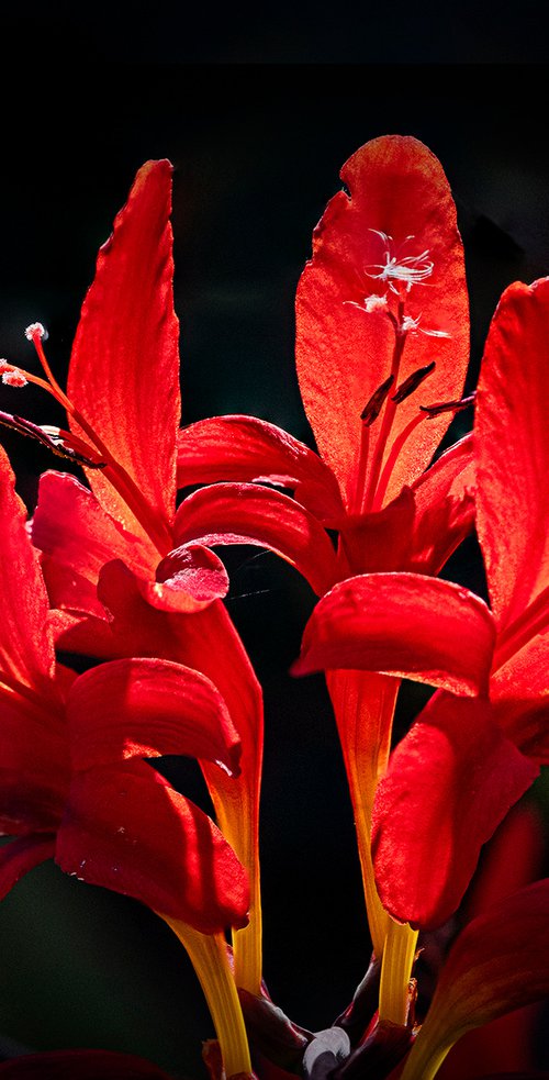 Crocosmia by DAVID SLADE