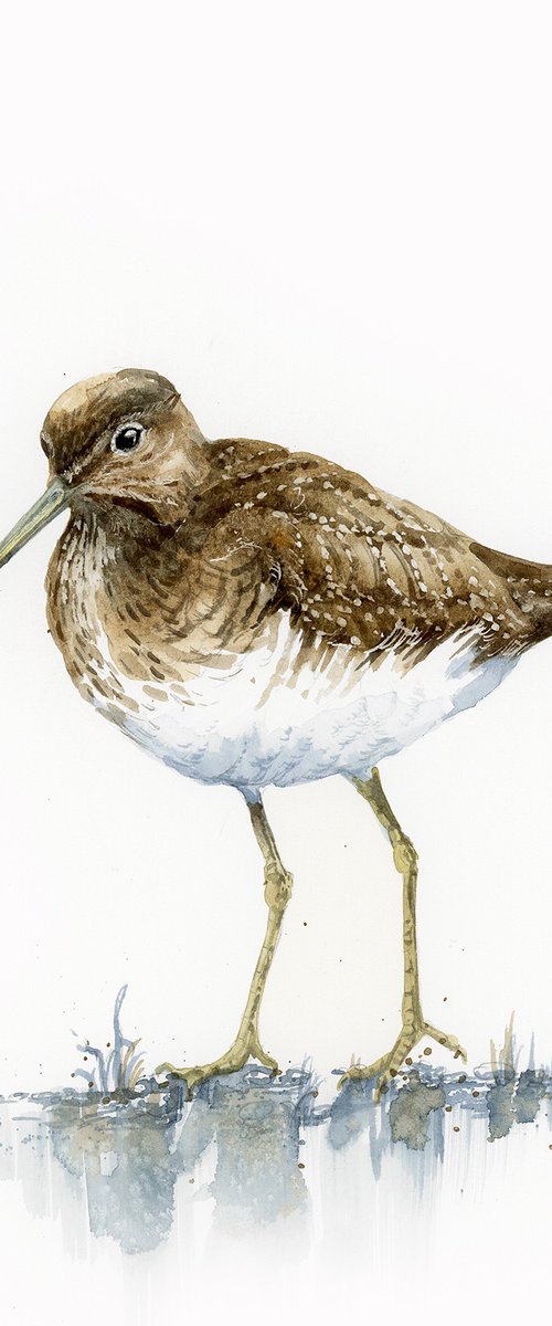 Green sandpiper by Karolina Kijak