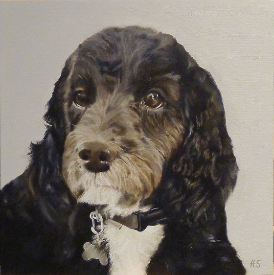 Cockapoo Dog Portrait