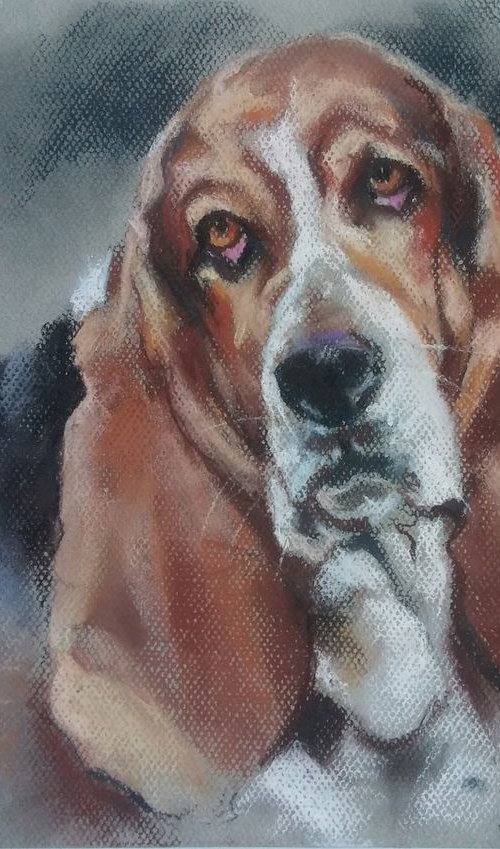 Basset by Magdalena Palega