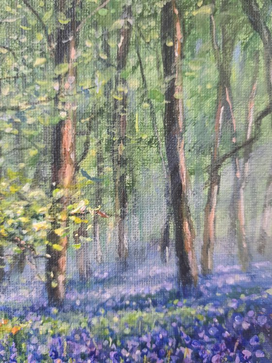 A Walk In The Bluebell Woods