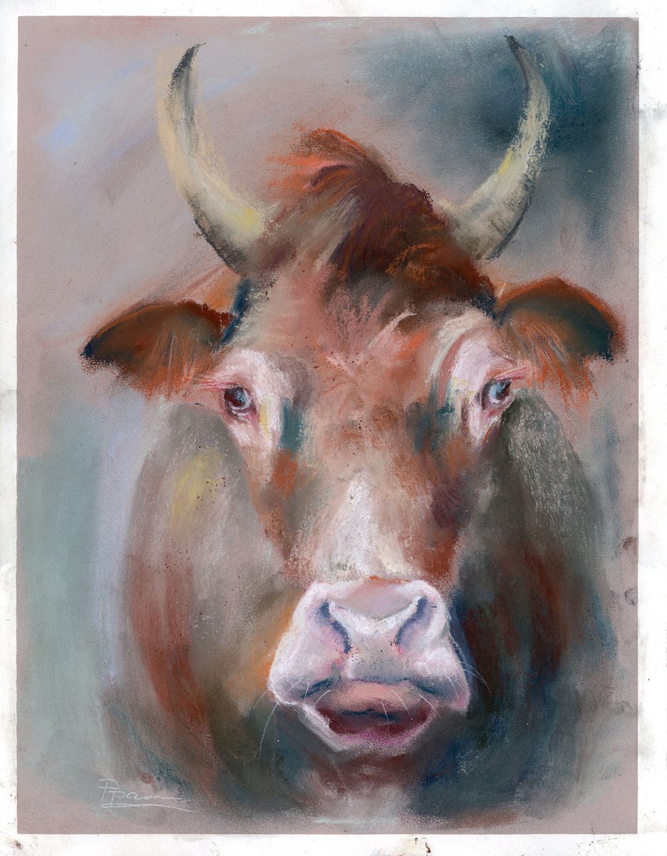 Cow portrait (pastel) by Olga Shefranov (Tchefranova)