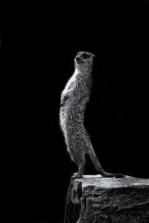Meerkat on watch by Paul Nash