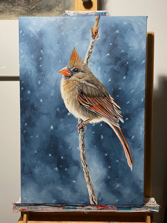 Winter morning ( Cardinal bird)