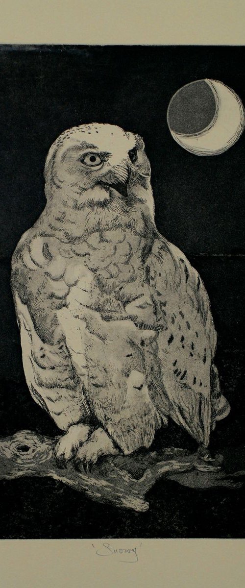 Snowy Owl Etching by Isabel Hutchison
